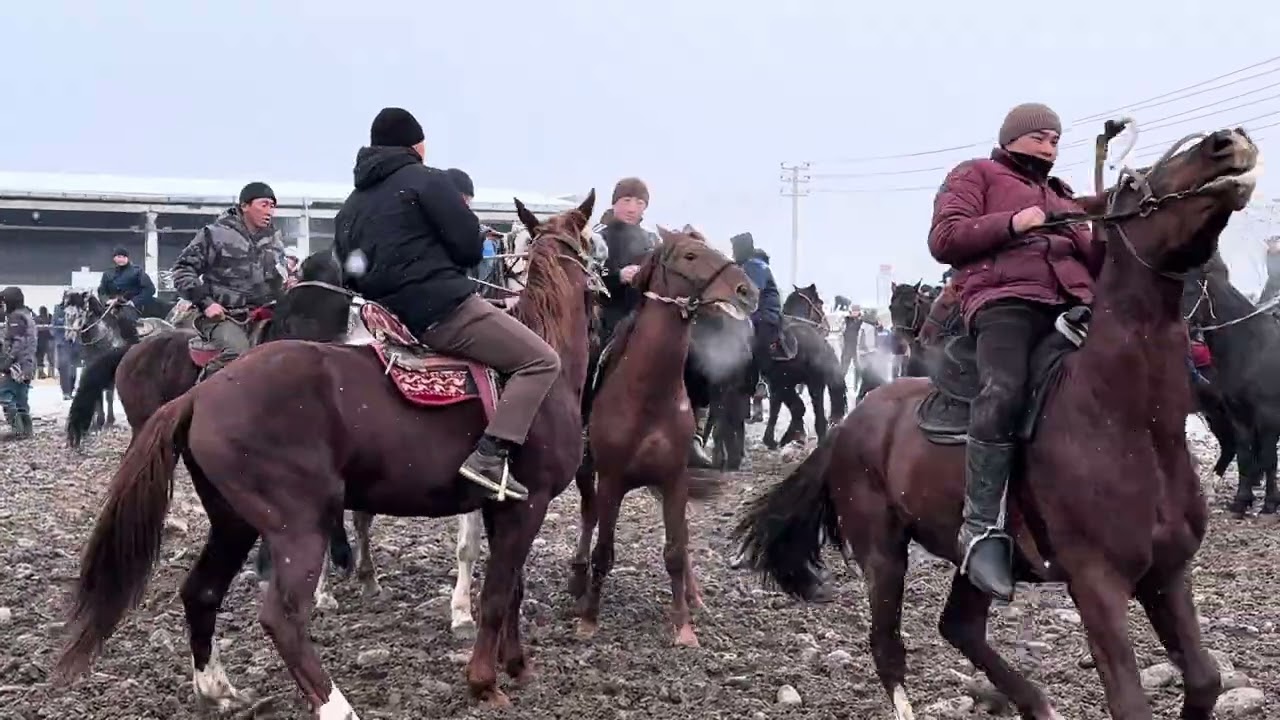КААРДА АТТЫН СООДАСЫ КАЙНАДЫ 🤯 #байтв 