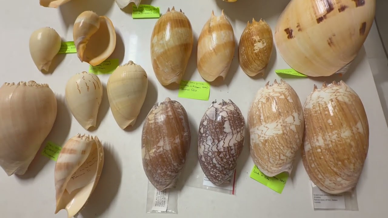 My seashell collection museum Video 41: Volutidae part 4 - Melo, balers