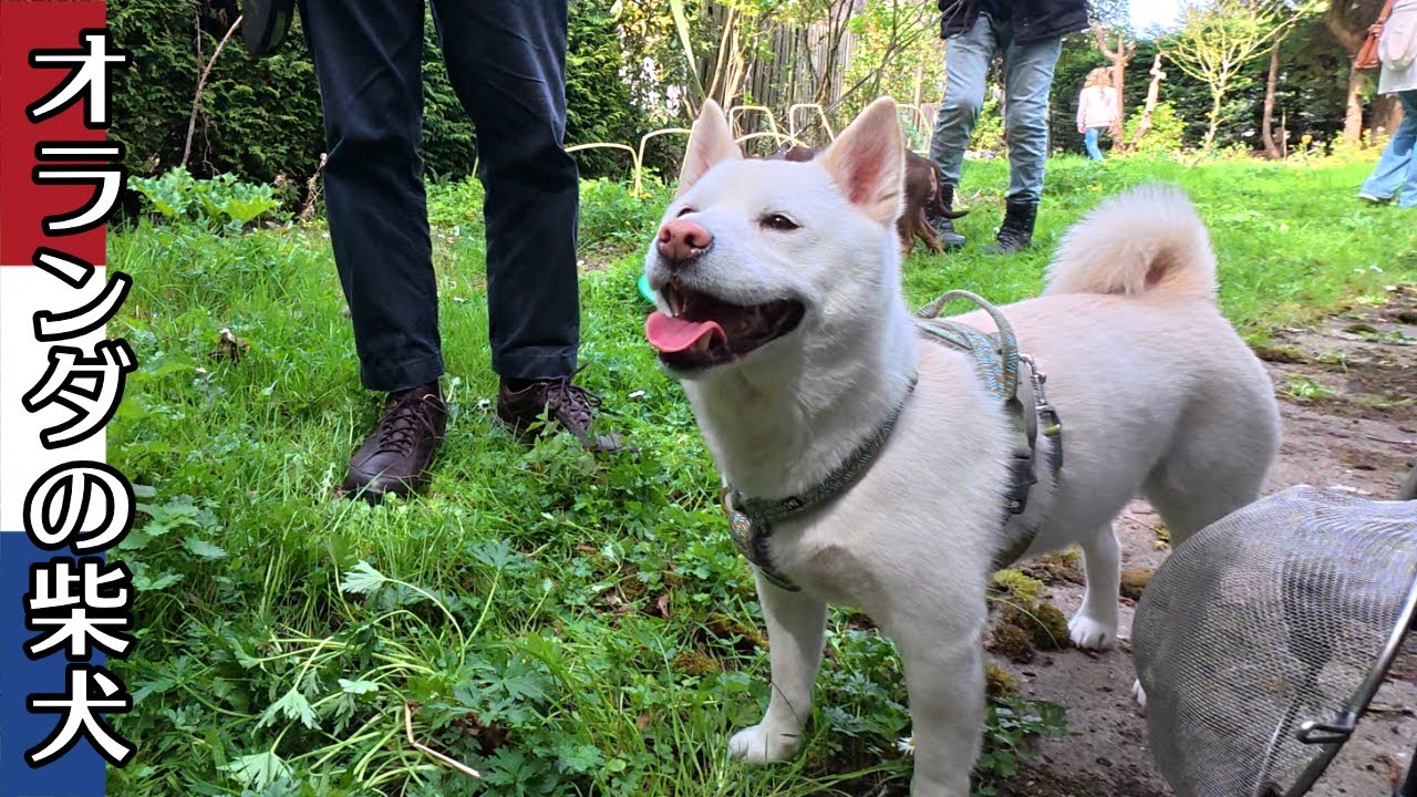 柴犬柿丸 ガーデンハウス購入への道4 完結編？【オランダ / 環境音 / 4K】Kaki-Maru the Shiba Inu
