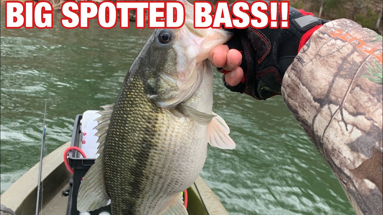 Kayak Bass Fishing | Watauga Lake| BIG SPOTTED BASS