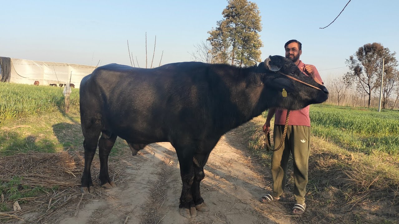 ਮੁਹਰਾਂ ਨਸਲ ਦਾ ਬਹੁਤ ਸੋਹਣਾ ਝੋਟਾ ਲਾਰਾਂ #Lara#Bull#