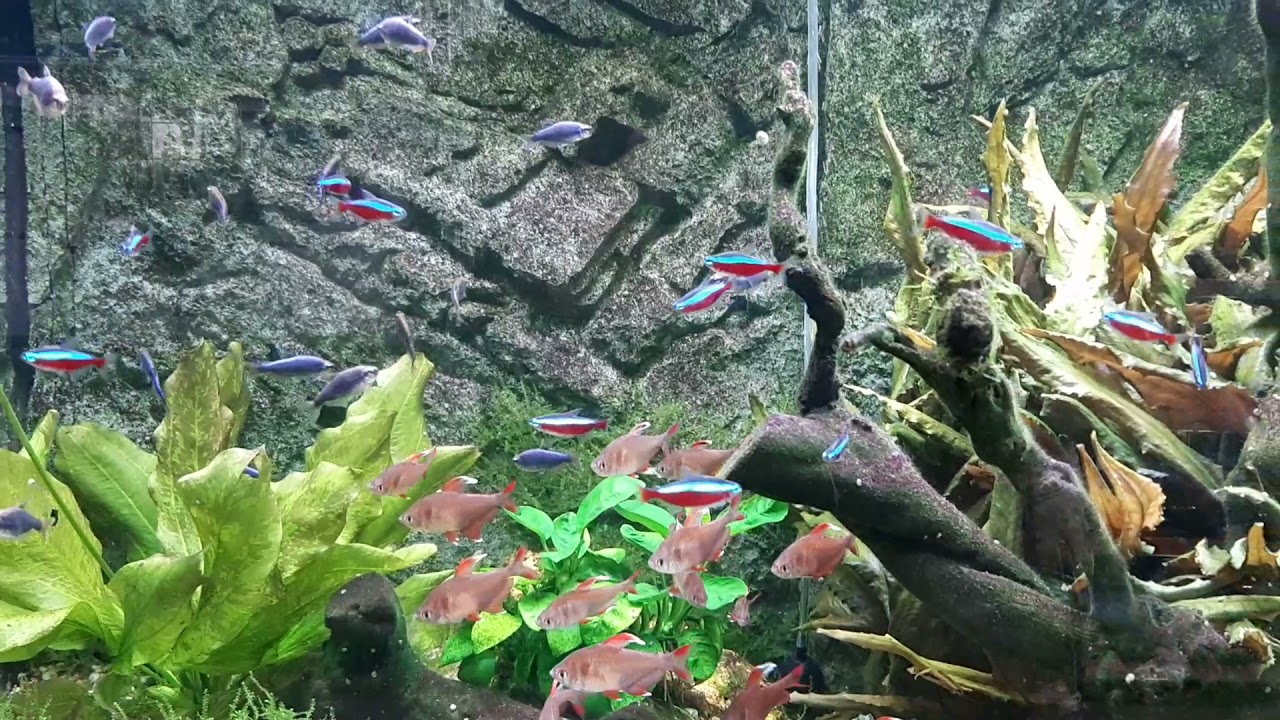 Neonky , Akvarijn&iacute; rybyčky Neonky , Akvaristika , Tetra neonova