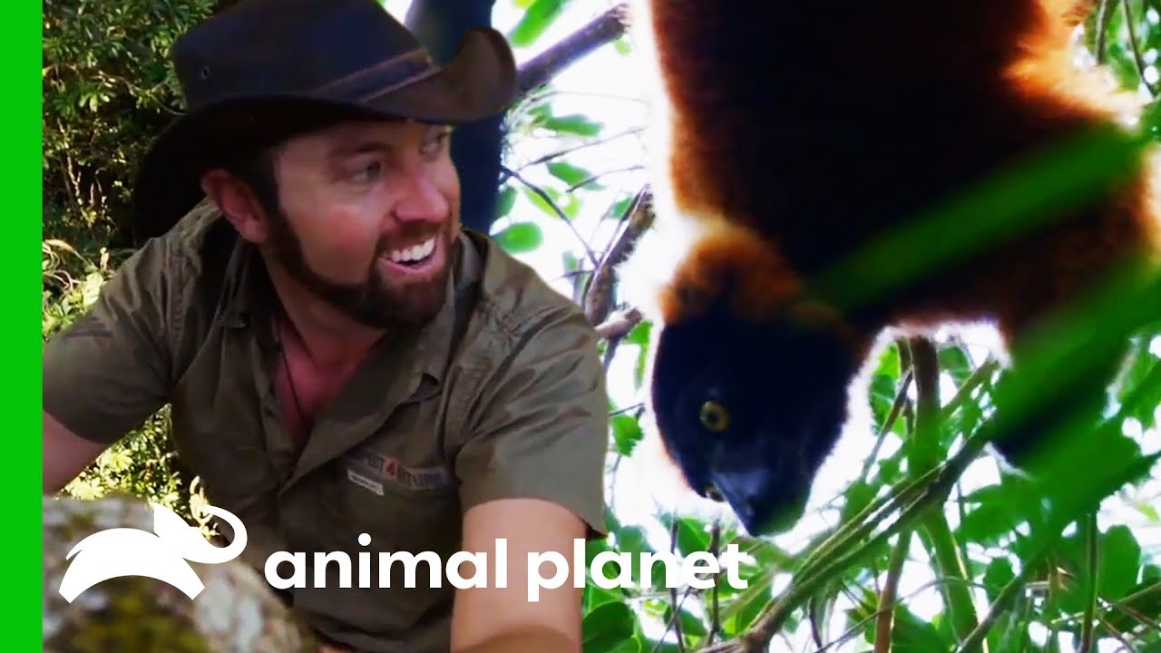Could The Elusive 'Kisuala' Really Be The Extinct Pachylemur? | Extinct or Alive?