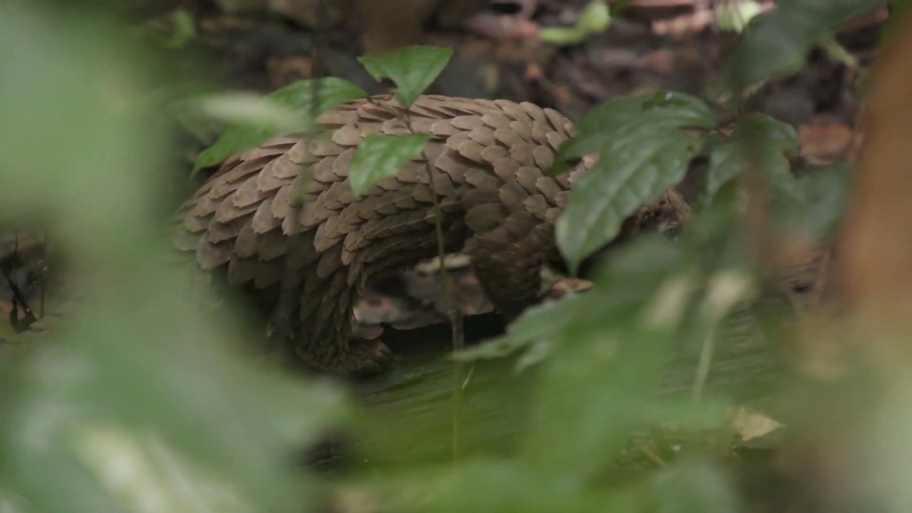 Eye of the Pangolin. Official Trailer [HD]. All four Pangolin species on film for the FIRST TIME!