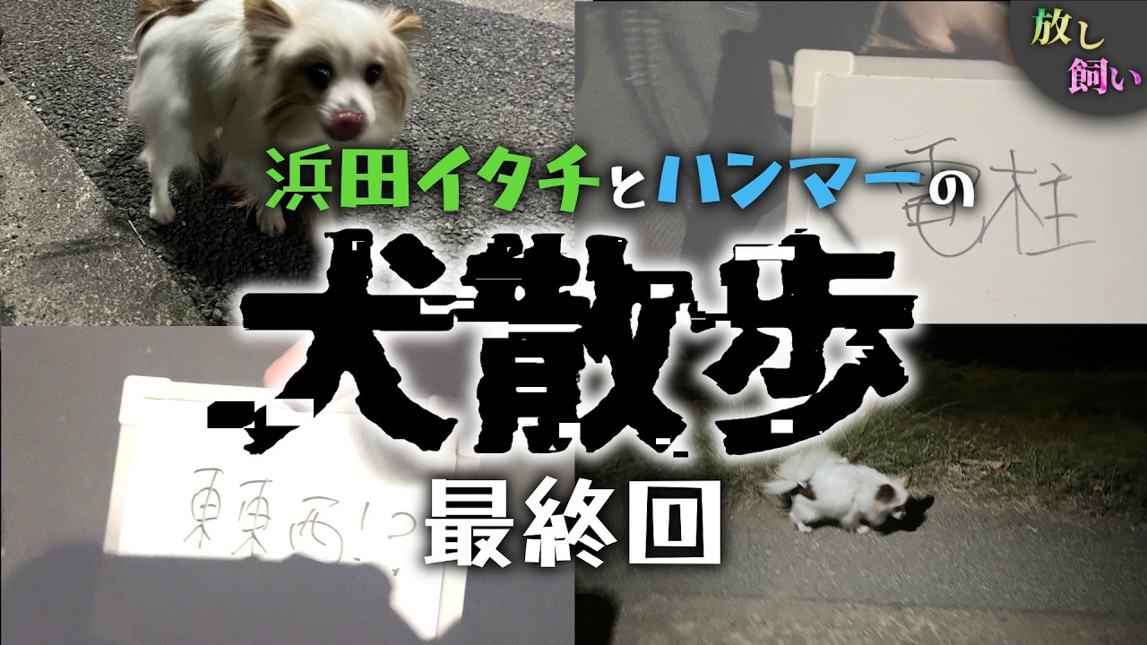 これはただの