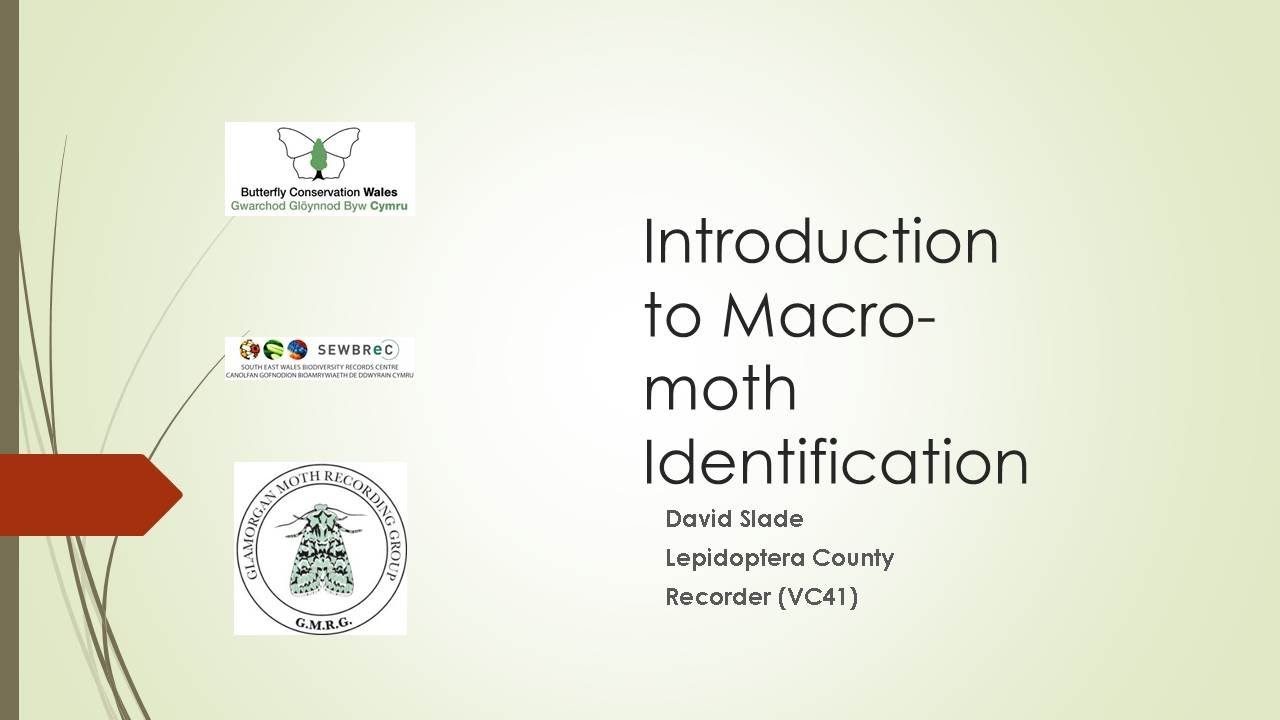 SEWBReC Online Course: Introduction to Macro Moths
