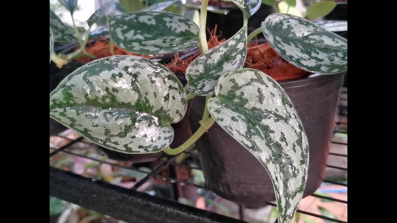 แนะนำต้นไม้อาทิตย์ละพันธุ์ Ep8 : Scindapsus SliverLady