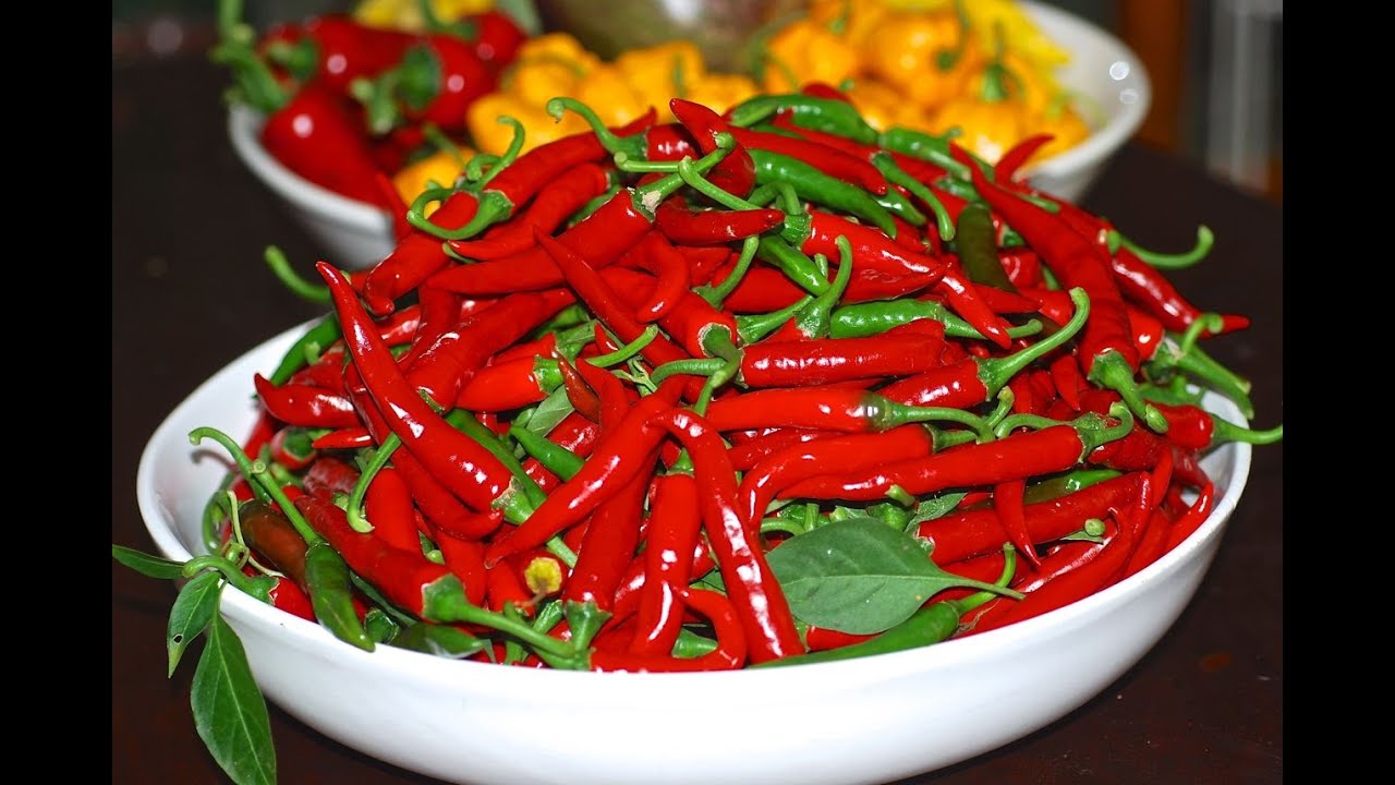 GROWING CHILLIES - CONTAINER SIZE MATTERS