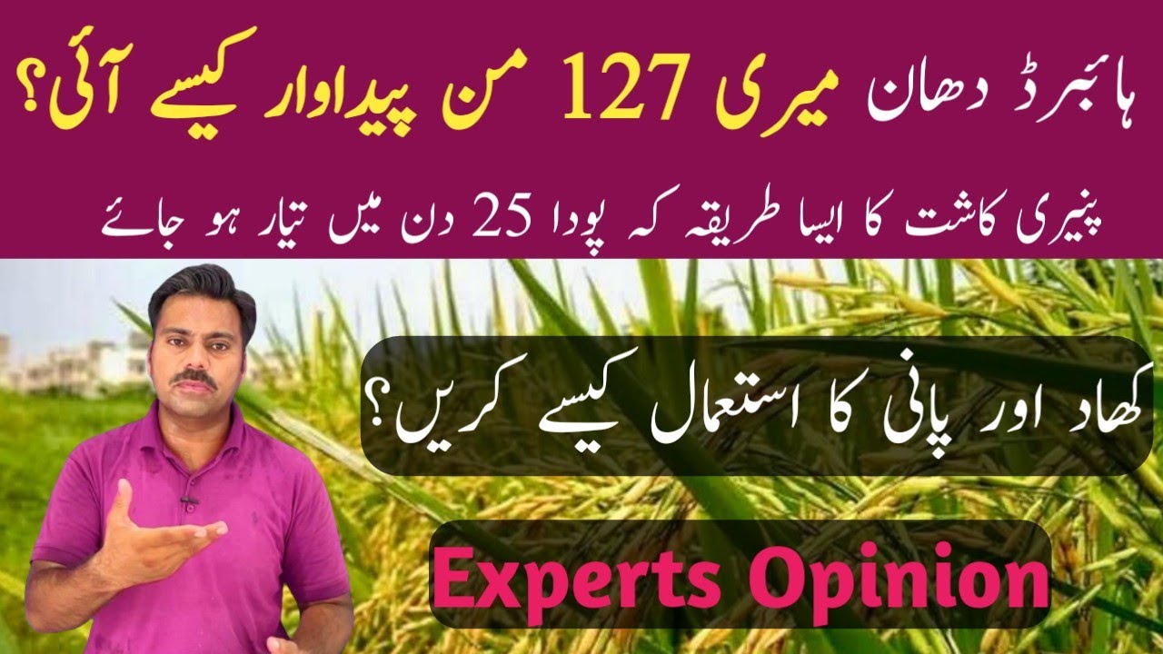 Tips to get bumper grains yield from hybrid rice crop | Abid Ali Agrarian