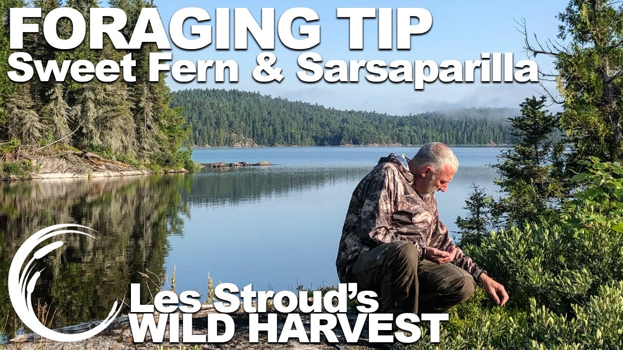 Wild Harvest Foraging Tip | Episode 20 | Sweet Fern & Sarsaparilla