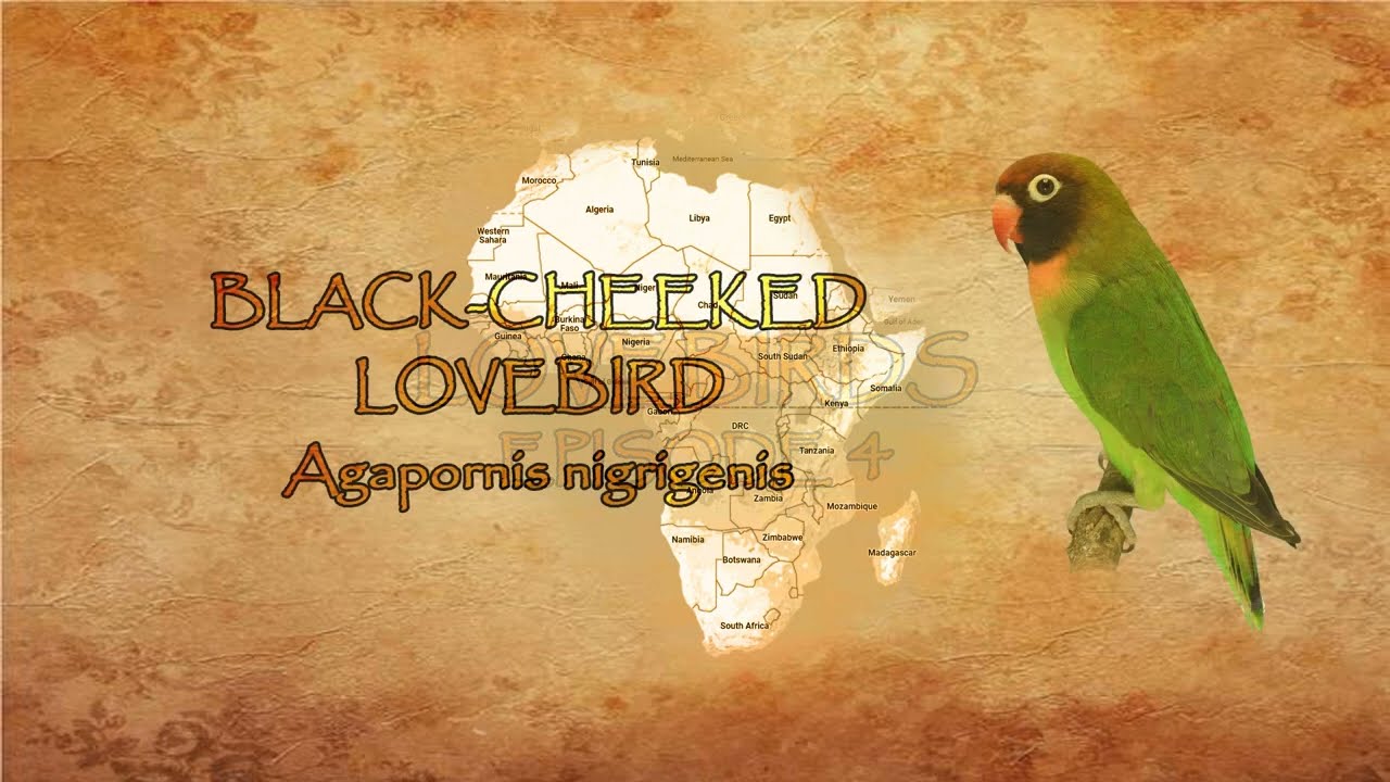 Lovebirds I Episode 04 | Black-cheeked lovebirds, Masked Lovebird