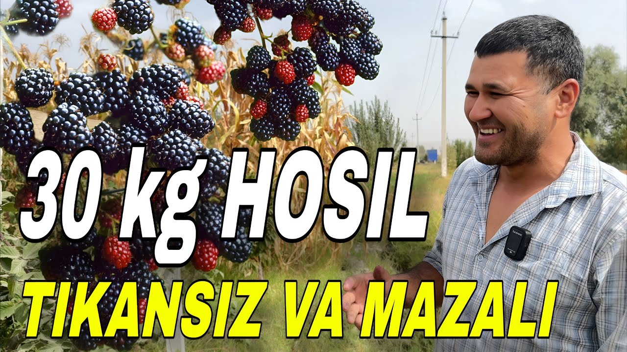 “Tikansiz Yangi Yejevika NAVI – Bir tupidan 30 kg HOSIL! | Farg‘ona Quvasoy”