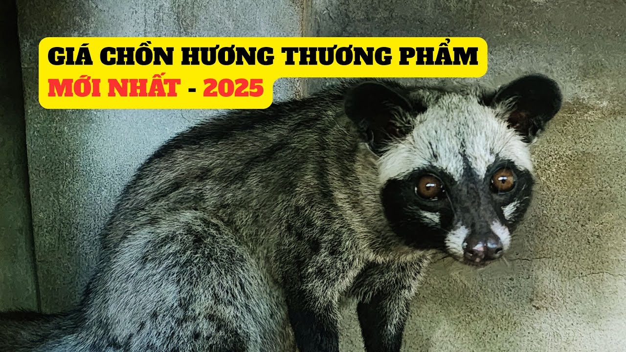 Cập Nhật Gi&aacute; Chồn Hương Thương Phẩm Mới Nhất -2025 -Trại Giống Đ&ocirc;ng Sơn