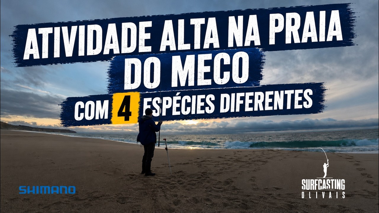ATIVIDADE ALTA NA PRAIA DO MECO | Com 4 espécies diferentes