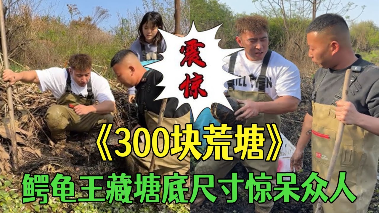 300元挑戰廢棄荒塘！鳄龜王藏塘底，尺寸驚呆衆人#小飛哥#三農#護外#抓魚#包塘 #大熱門
