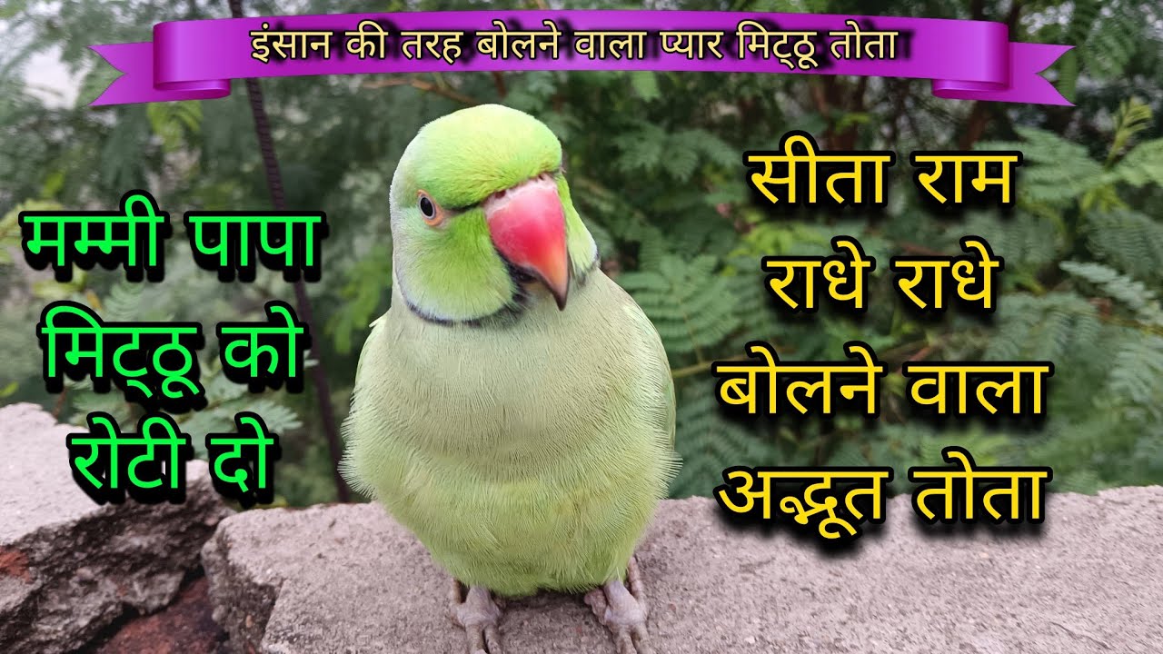 Mummy papa mithu ko roti do😱इंसान की तरह बोलने वाला अद्भूत तोता🥰parrot talking radhe radhe🙏सीता राम