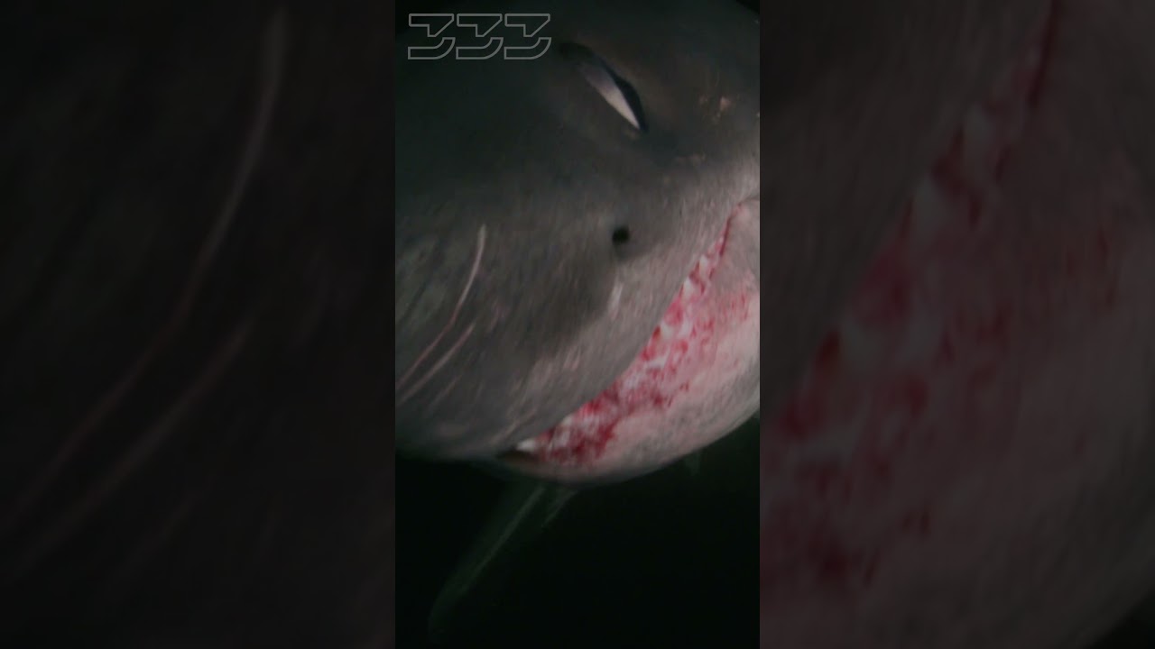Great White, Porbeagle or Mako?? #animals #fish #sharks