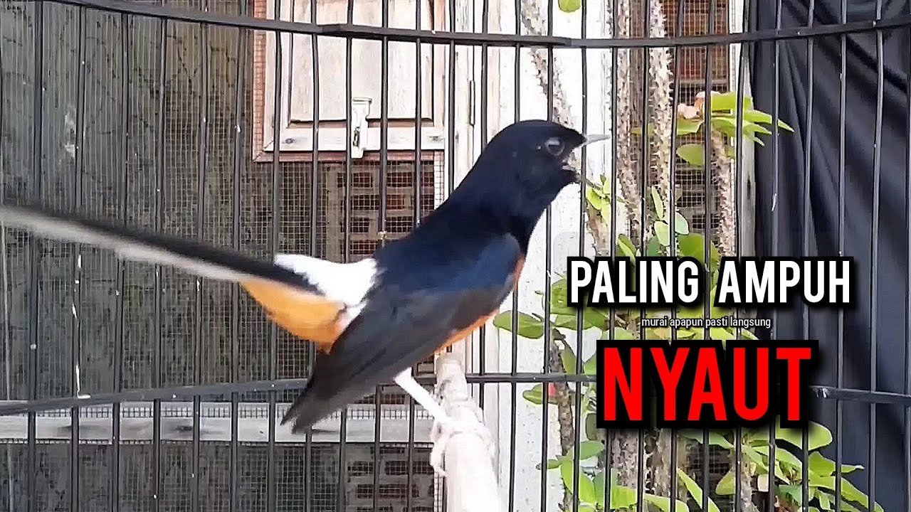 murai batu gacor AMPUH buat PANCINGAN murai batu agar bunyi JADIKAN burung murai gacor EMOSI NYAUT
