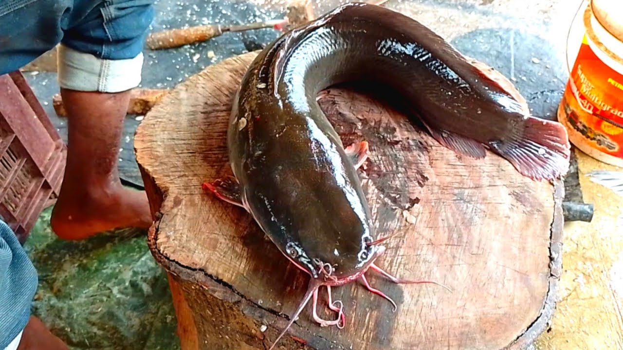 Magur Fish Cutting Skills || CatFish Cutting Skills @ChaksapurFishMarket