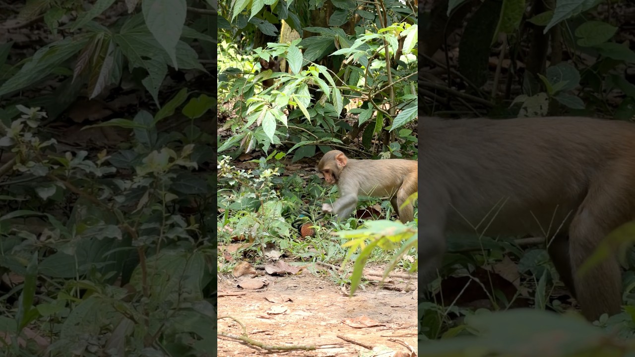 Monkey funny reaction with spider toy #MonkeyTales #animals #Monkey