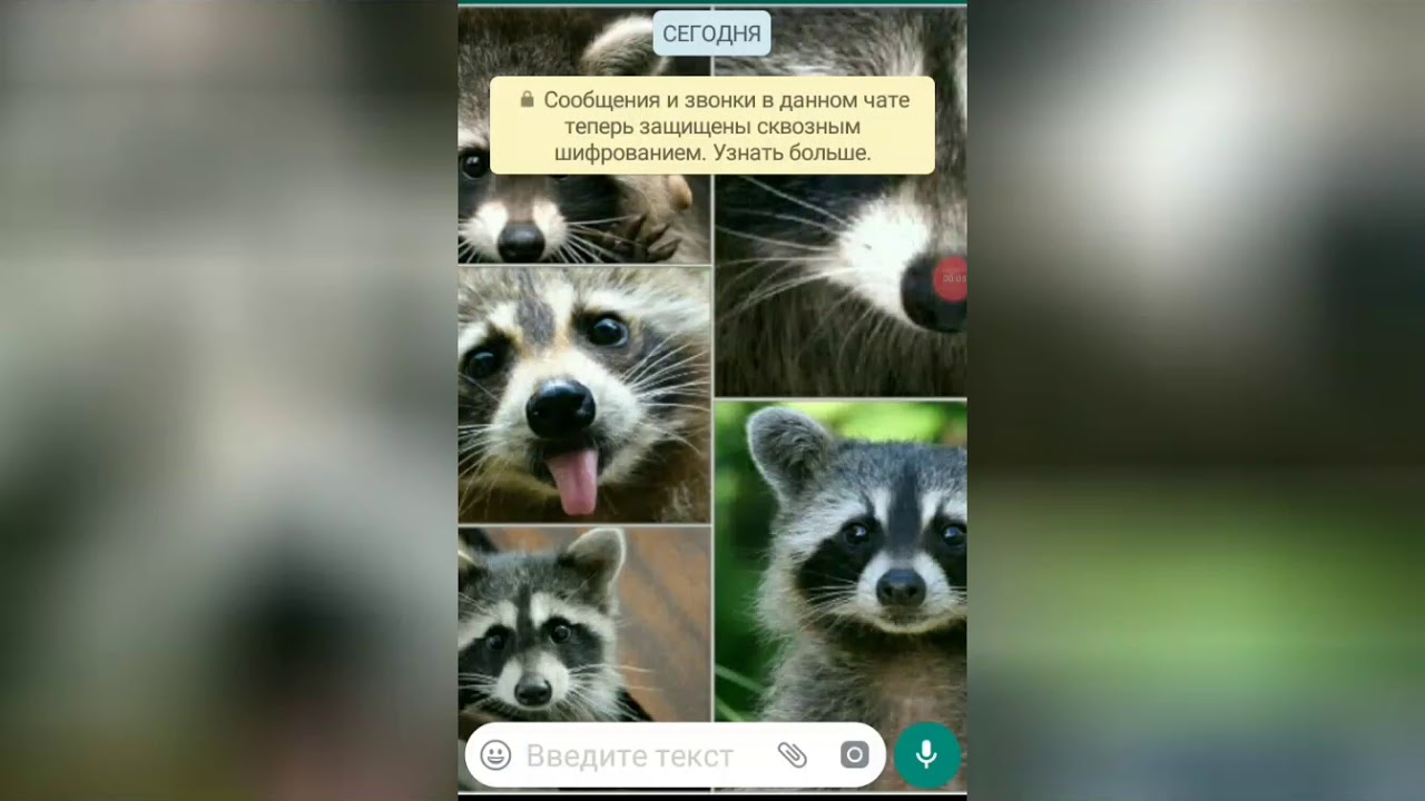 Написала Момо WhatsApp никогда не пишите Момо