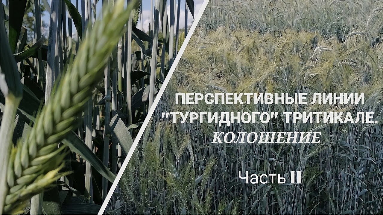 Тургидное Тритикале Будущие уже сегодня  Перспективные сорта (чсть 2)