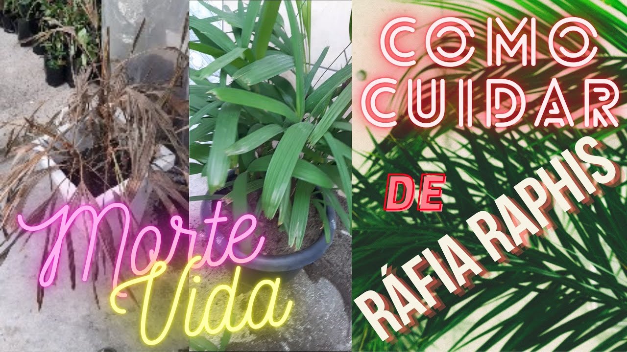 🚫✅[2021] Como Cuidar de Ráfia ou Raphis