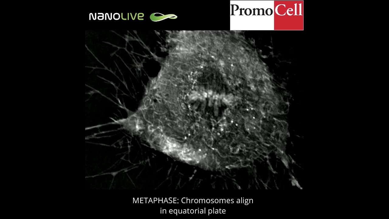 Label-free live cell imaging of Mesenchymal Stem Cells undergoing mitosis