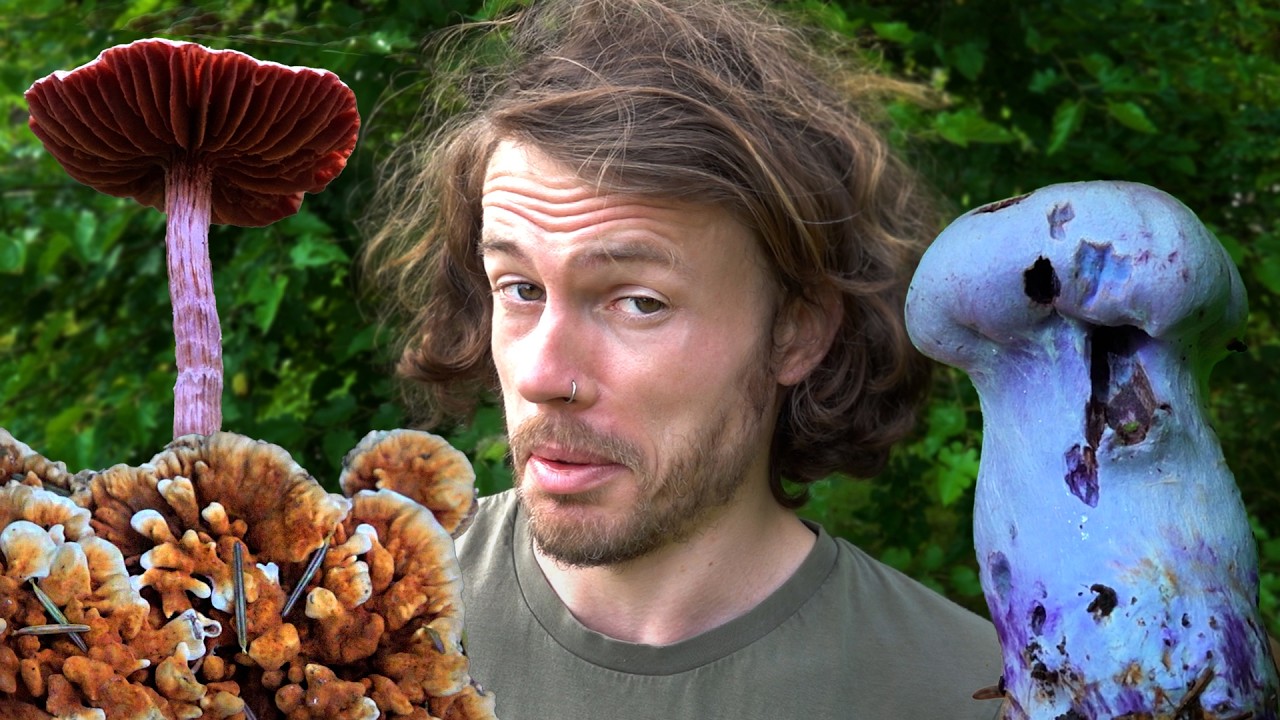 Hier riechts wie auf nem Ziegenfriedhof! Pilz-Duftwelten im August 2024