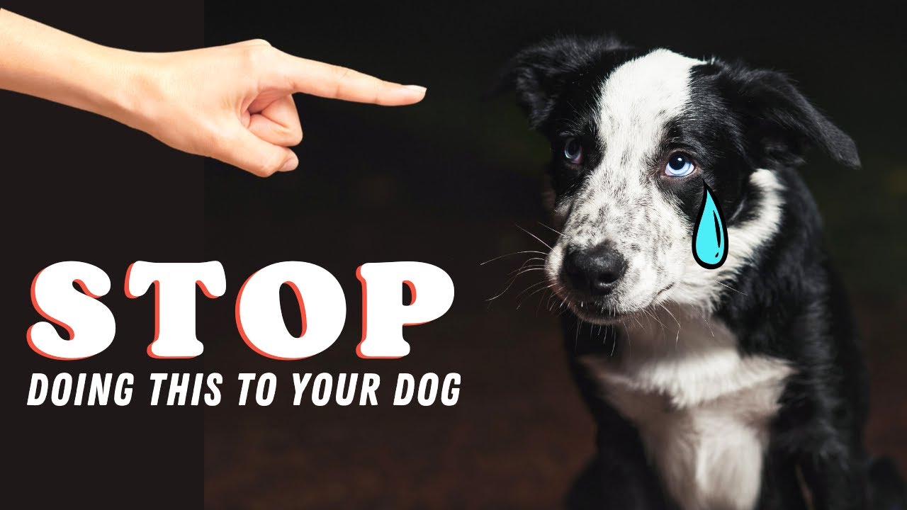 How You're Hurting Your Dog without Realizing it 😢