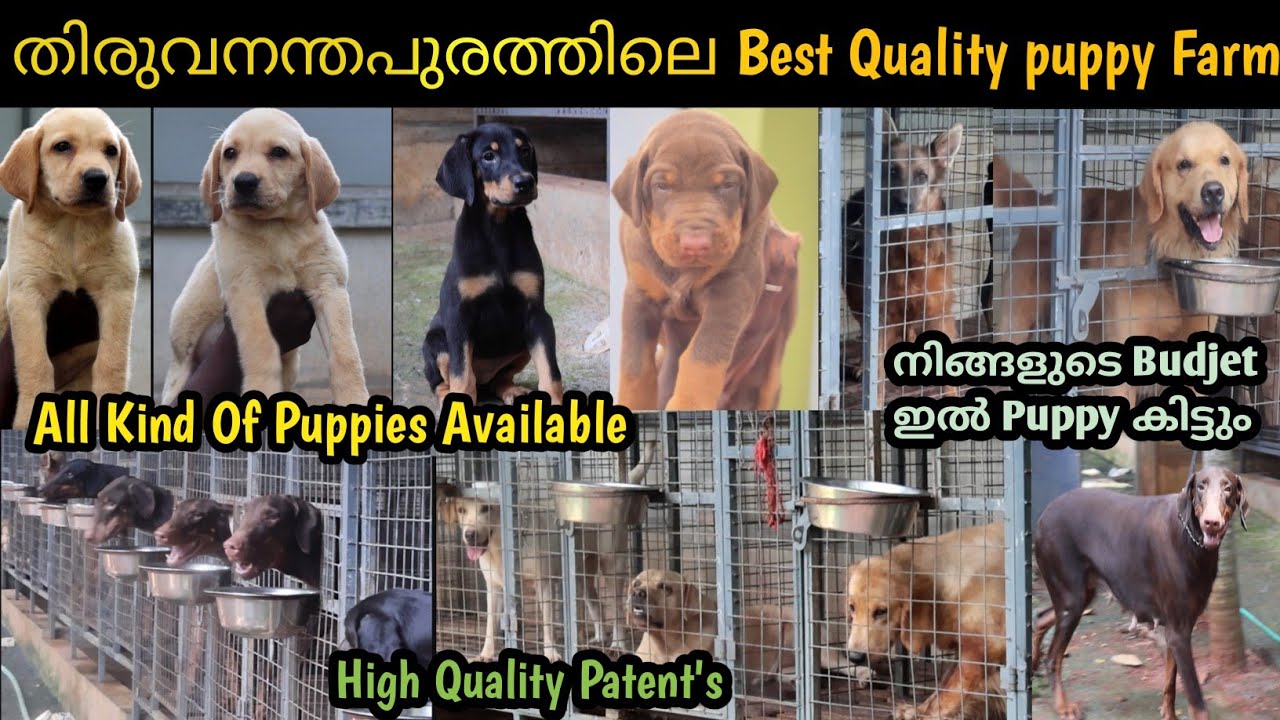 നിങ്ങളുടെ Budjet ഇൽ നിങ്ങൾക്ക് ഇഷ്ടപ്പെട്ട puppy🥰||All Kind of puppies Available😍||