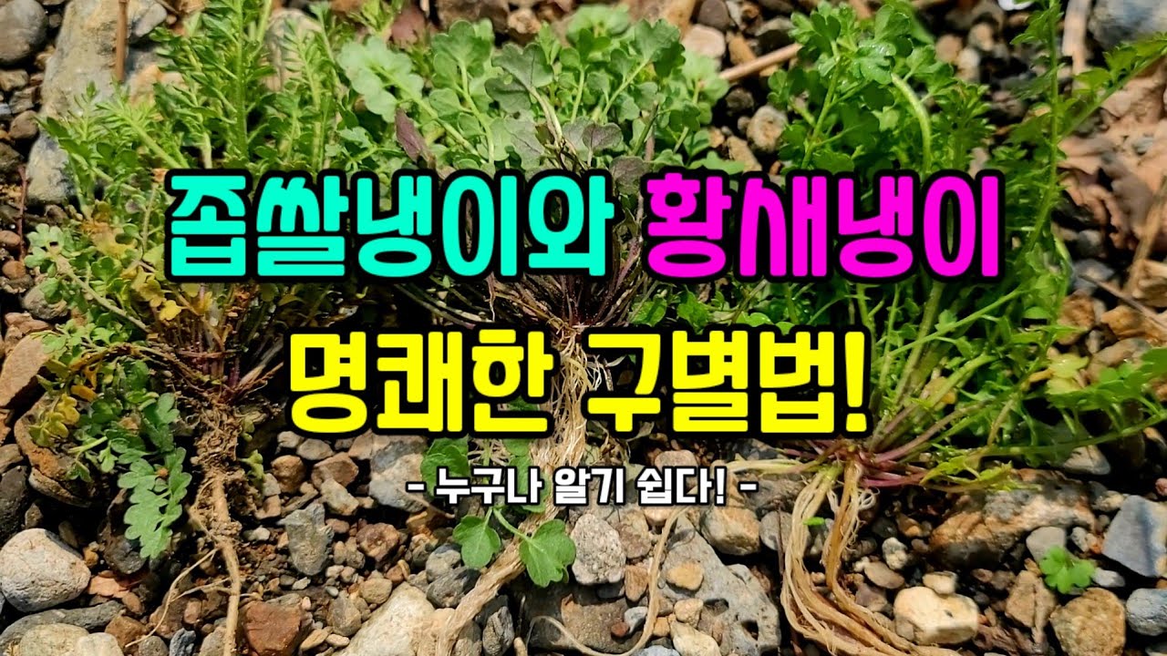 많은 사람들이 그 구별을 혼동하고 오해하며 어려워하는, 아삭 상큼 알싸한 이 두 나물! 일반적 구별법의 한계를 밝히고,  뿌리를 통한 명쾌한 구별법을 통해 시원하게 알아 봅니다!