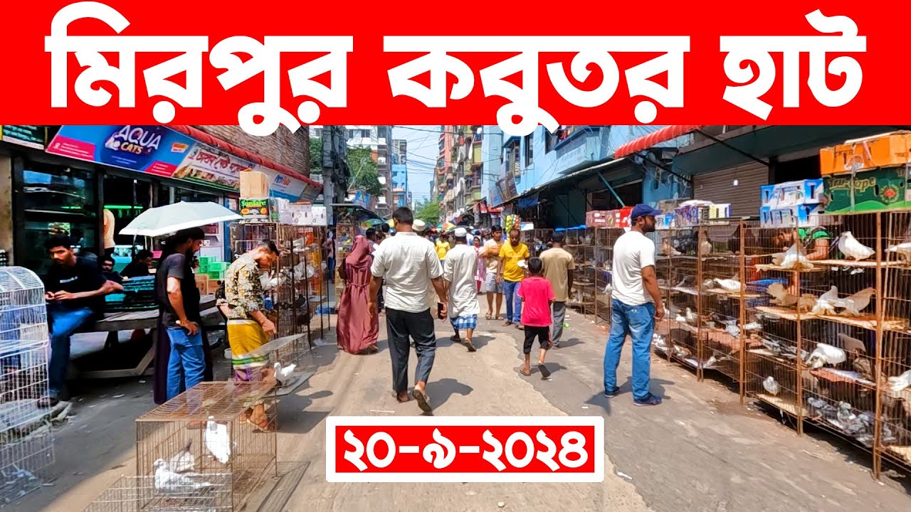 মিরপুর কবুতর হাট ২০-৯-২০২৪ || kobutor hat 2024 || bangladesh pigeon market || Mirpur kobutor hat