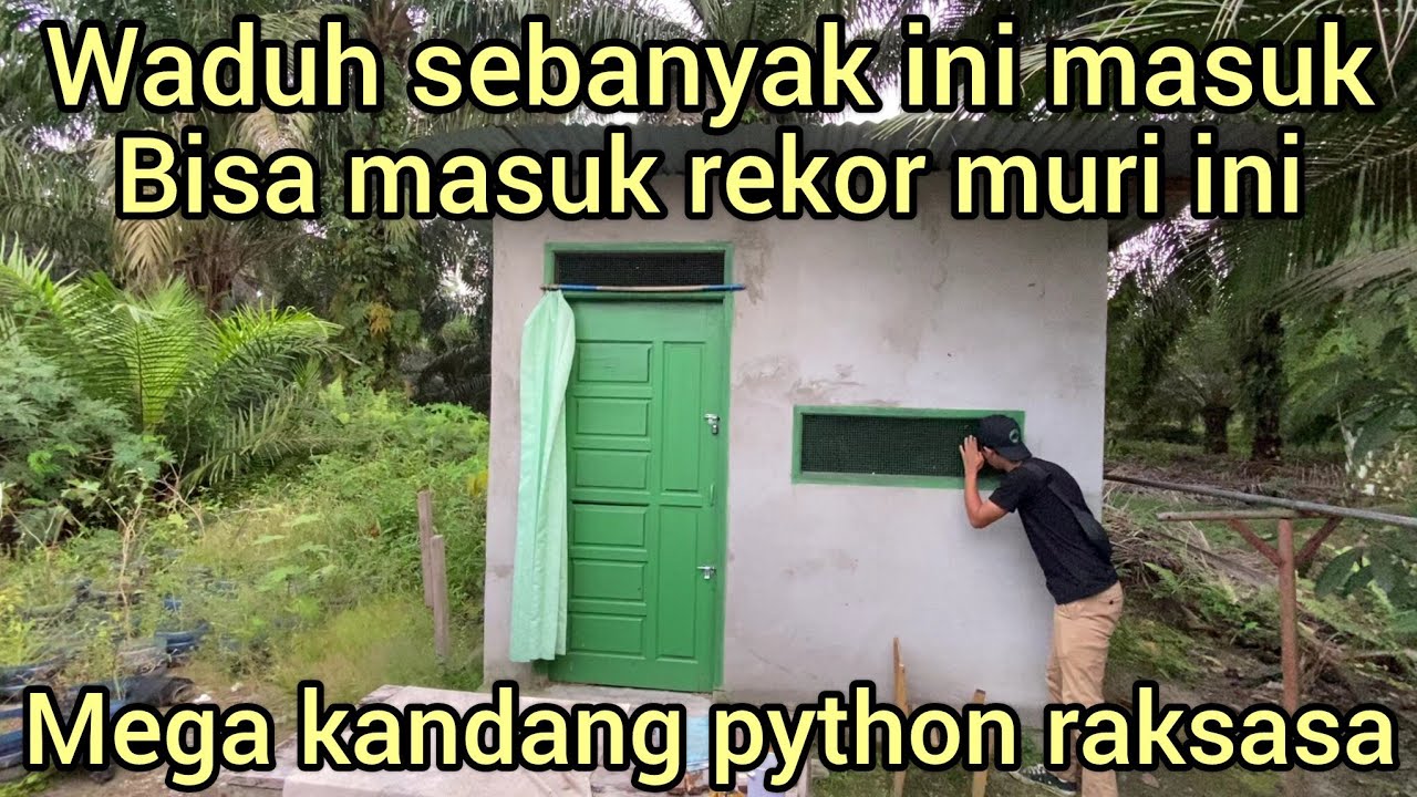WAH BISA MASUK REKOR MURI DUNIA INI ULAR PYTHON RAKSASA DI DALAM MEGA KANDANG
