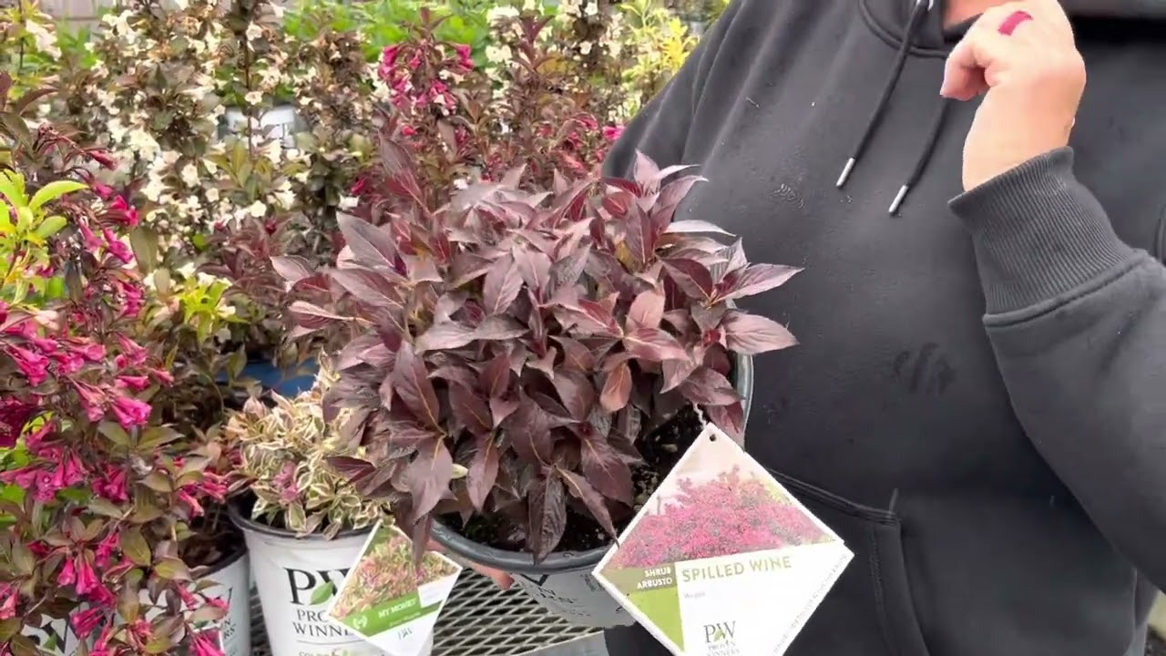 Weigela