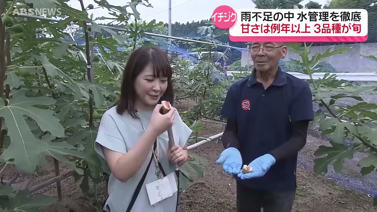 秋田の生食イチジクが甘すぎる！晴天続き甘味増す