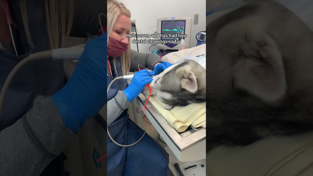 Wiley gets a dental cleaning and tooth extraction #siberianhuskey #huskylife #dentalcleaning
