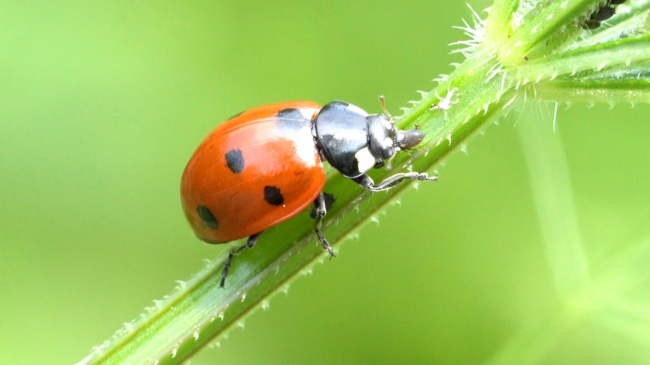Die Marienkäfer (Coccinellidae)
