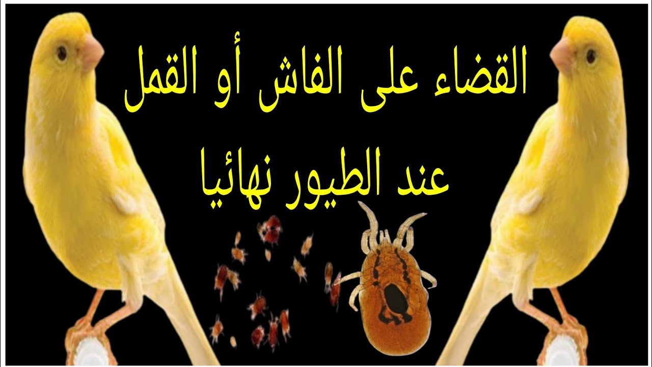 القضاء على الفاش أو القمل عند طيور الكناري نهائيا #البق