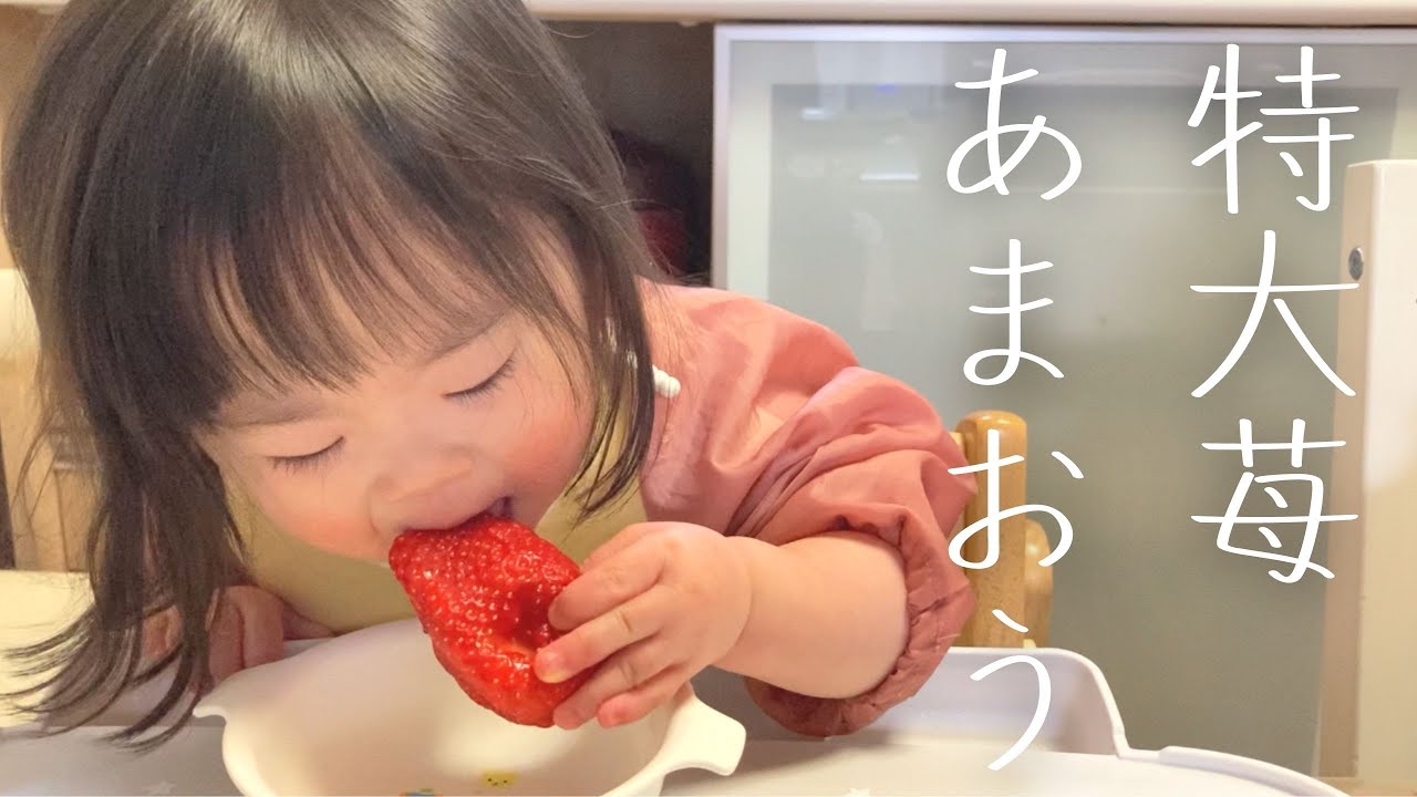 【ダウン症】見たことない特大あまおう苺に戸惑う2歳児【おやつタイム】