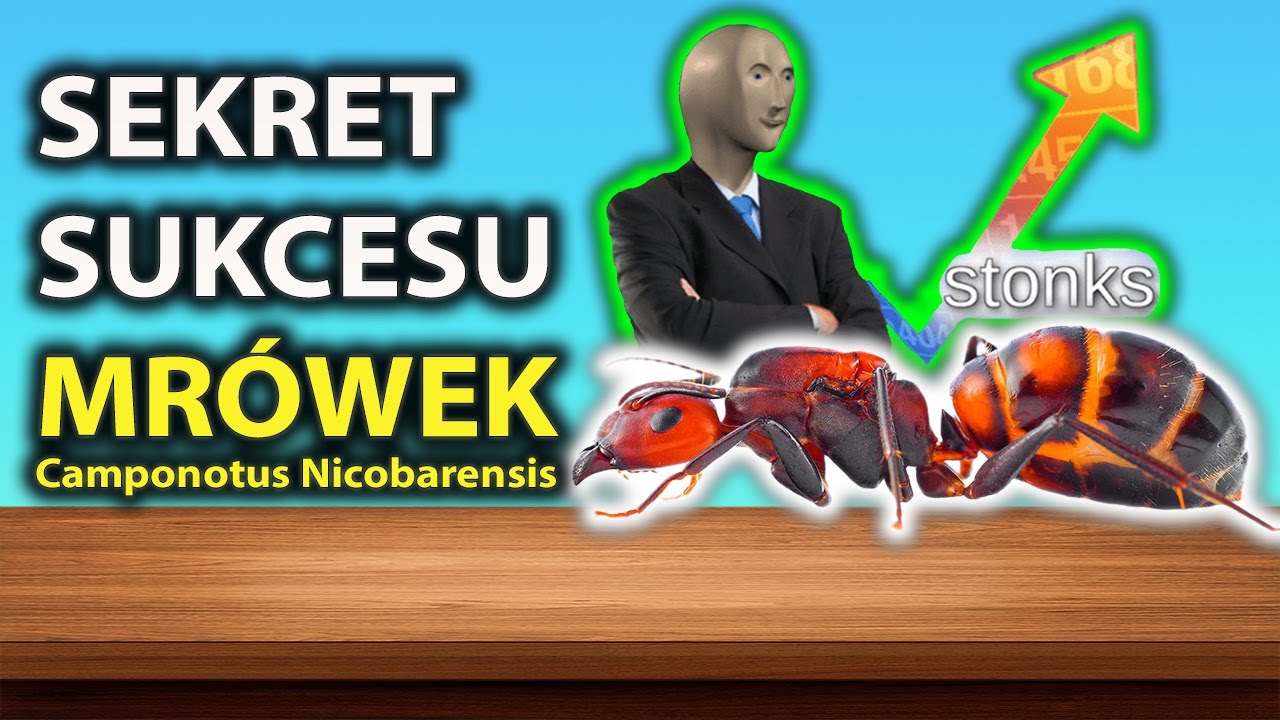 ZAKUP TYCH MRÓWEK, JAKO PIERWSZE TO NAJLEPSZY WYBÓR‼️