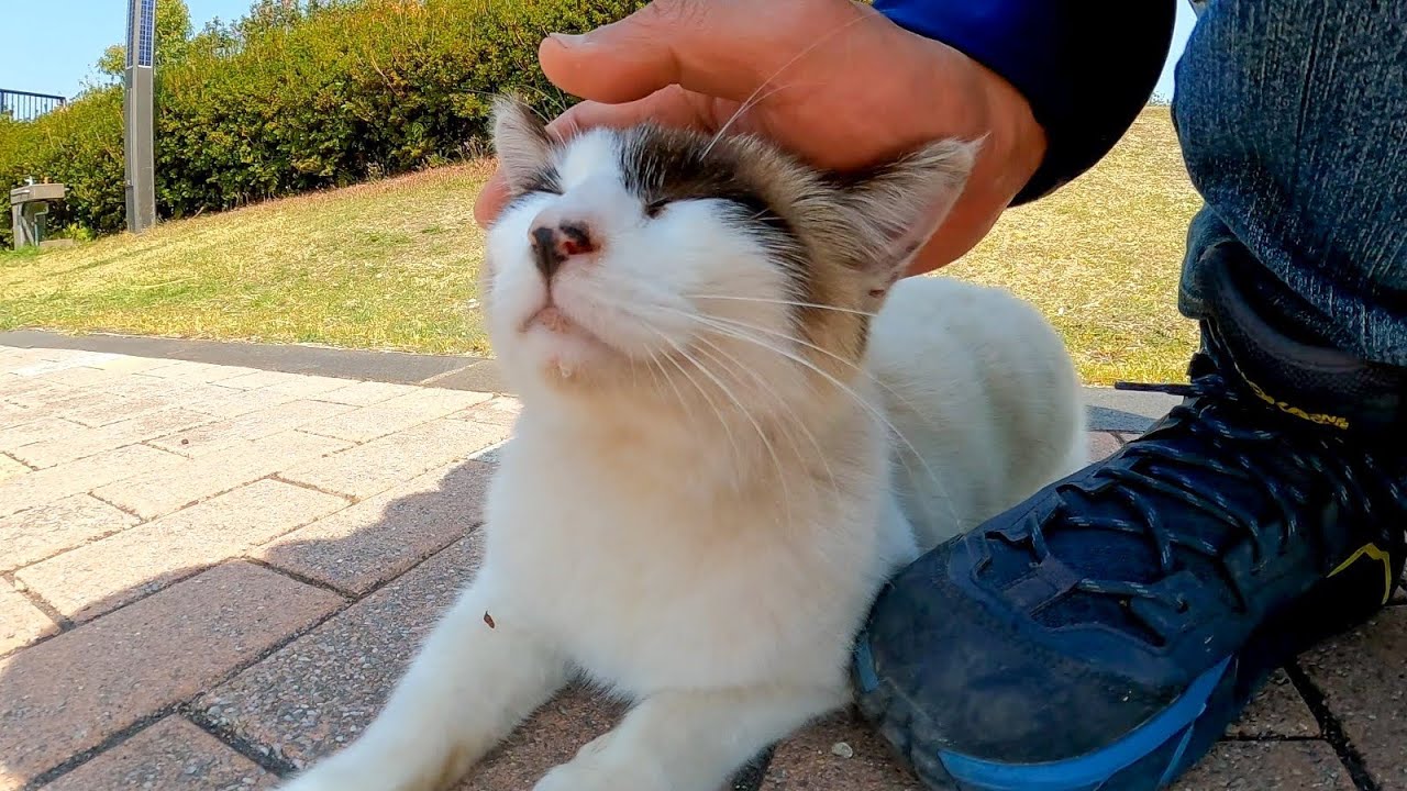 Кот, похожий на енотовидную собаку, пришел погладить в парк