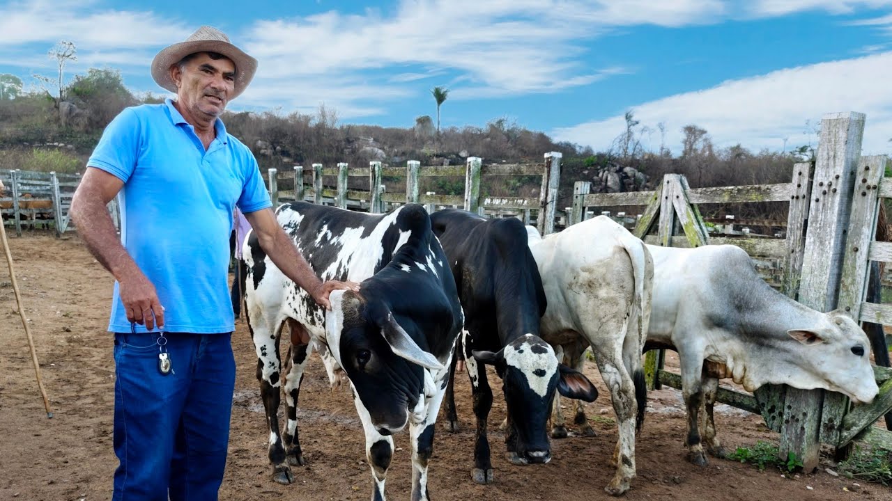 A FEIRA DO GADO DE JOÃO ALFREDO - PE SÓ OS TOPS 09/02/2026
