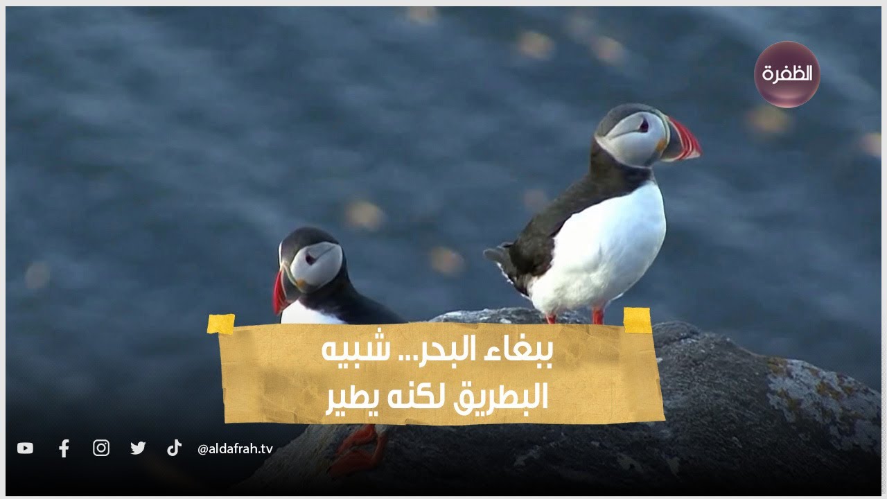 ببغاء البحر... شبيه البطريق لكنه يطير
