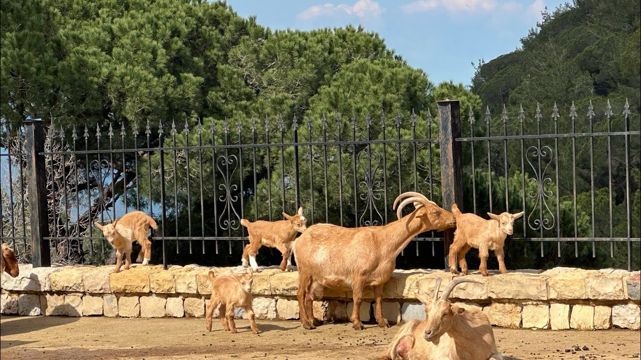Cute Farm Animals in the Lebanese Mountains - Goats, Babies & Peacocks