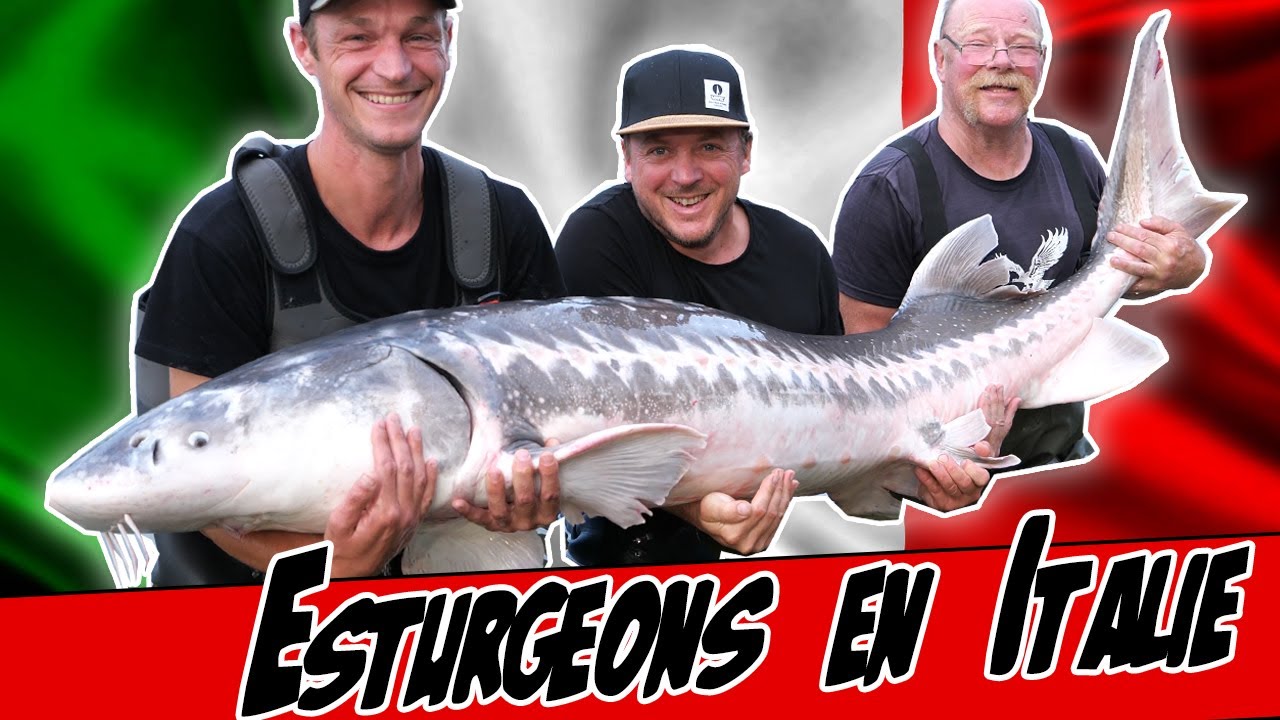 Pêche de l'esturgeon en Italie