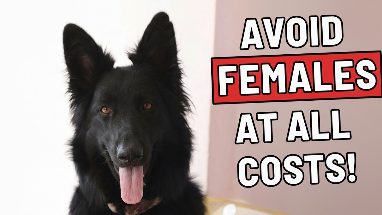 10 Reasons You SHOULD NOT Get A Female German Shepherd🐾