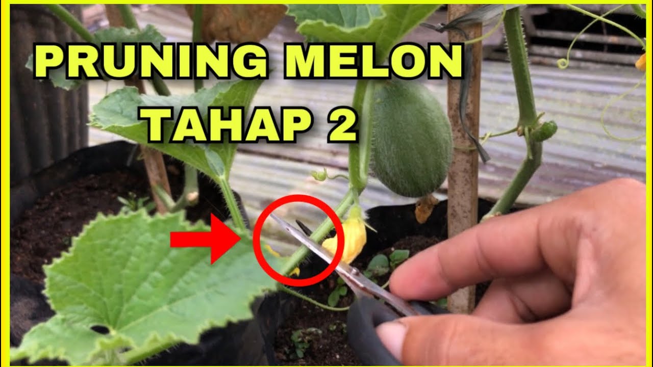 Cara Pemangkasan/Pruning Melon Tahap 2 (Generatif)