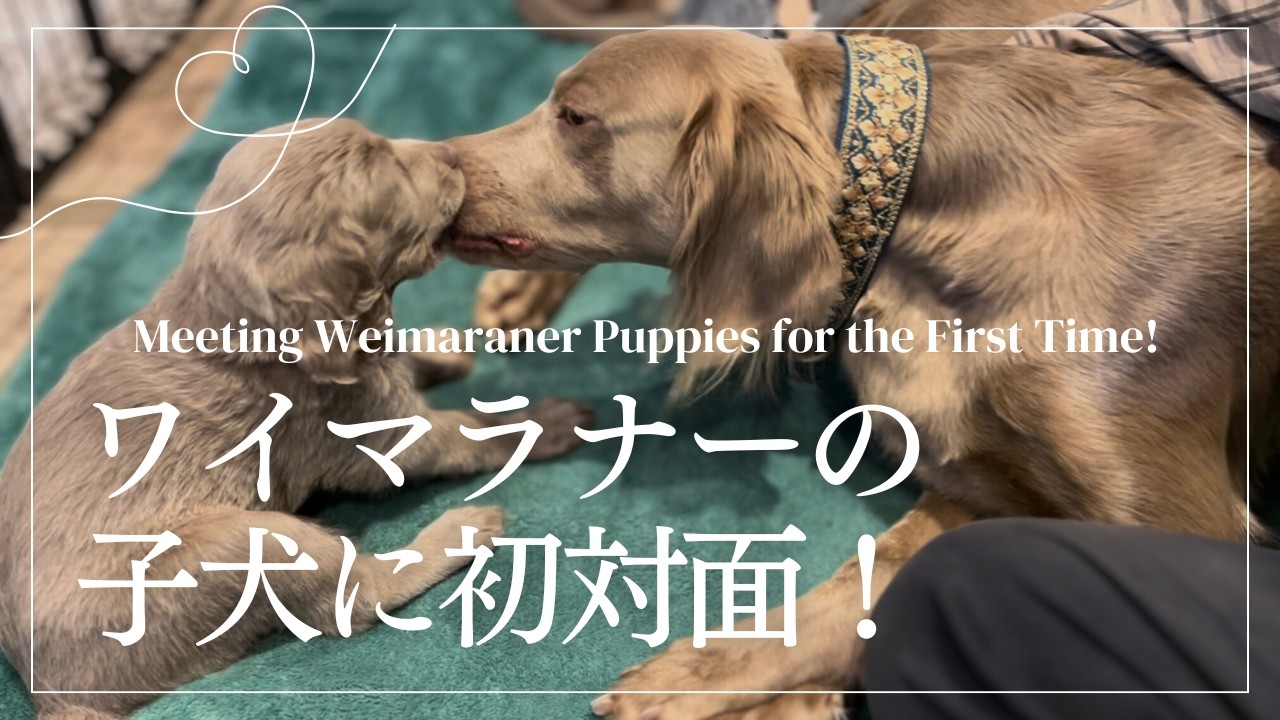 ワイマラナーの子犬に初対面！🐶✨ Meeting Weimaraner Puppies for the First Time!