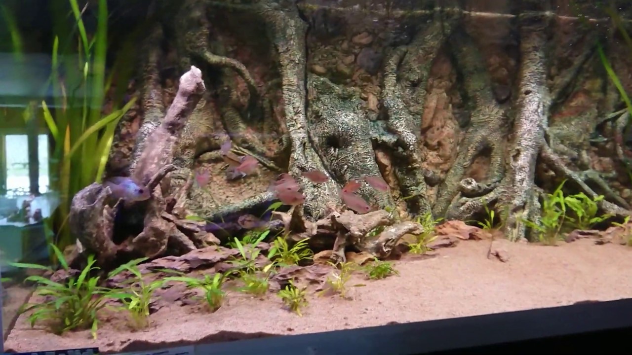 Fredagsfilm - Dekorerede akvarier med RockZolid baggrund!